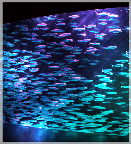 An exhibition of  sardines MILKY WAY POOL